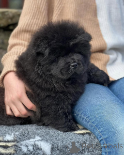 Photo №4. Je vais vendre chow-chow en ville de Berlin. annonce privée, éleveur - prix - 355€