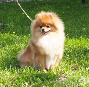 Photos supplémentaires: Tricoter jeune mâle Spitz Pomeranian