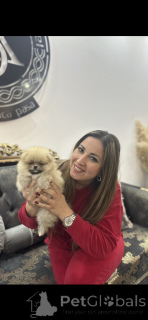 Photo №2 de l'annonce № 141367 de la vente spitz nain - acheter à Serbie éleveur