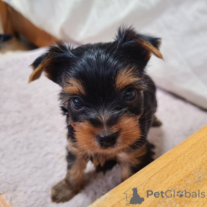 Photo №2 de l'annonce № 167034 de la vente yorkshire terrier - acheter à Allemagne annonce privée