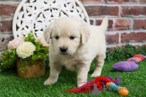 Photo №1. golden retriever - à vendre en ville de Alpbach | 350€ | Annonce №170129