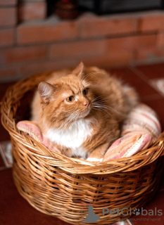 Photos supplémentaires: Le magnifique chat roux Zlata est entre de bonnes mains