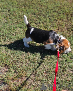 Photo №3. Deux magnifiques chiots beagle à vendre. Allemagne