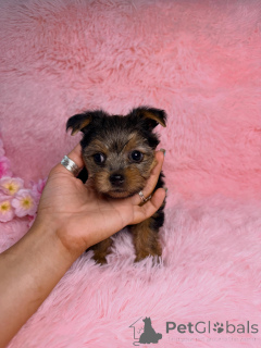Photo №3. De charmants chiots Yorkshire Terrier prêts à entrer dans leur foyer pour. France