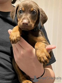 Photo №2 de l'annonce № 131275 de la vente dobermann - acheter à Norvège annonce privée