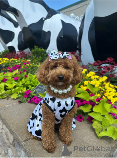 Photo №1. caniche royale - à vendre en ville de Alice Springs | 319€ | Annonce №146067