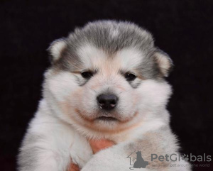 Photo №3. Chiots Malamute d'Alaska. Serbie