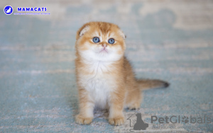 Photo №3. Chatons d'élite écossais de la pépinière. Fédération de Russie