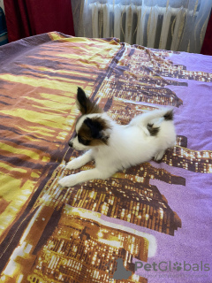 Photo №4. Je vais vendre papillon en ville de Minsk. annonce privée - prix - 568€