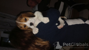 Photo №1. beagle - à vendre en ville de Treviso | 300€ | Annonce №96088