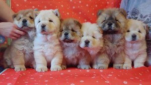 Photo №1. chow-chow - à vendre en ville de Saint-Pétersbourg | 880€ | Annonce №4787