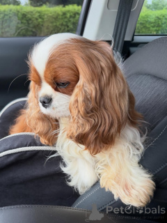 Photo №1. cavalier king charles spaniel - à vendre en ville de Helsinki | 600€ | Annonce №169151
