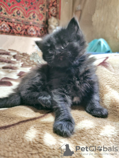 Photo №3. Vendre un chaton (fille). Ouzbekistan