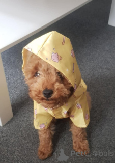 Photo №4. Je vais vendre chien bâtard en ville de Zürich. éleveur - prix - 390€