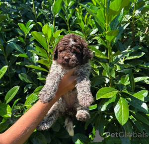 Photo №4. Je vais vendre chien d'eau romagnol en ville de Kragujevac.  - prix - négocié