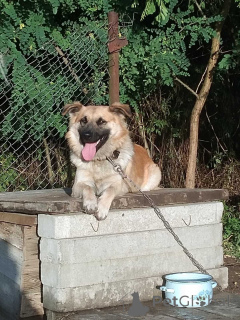 Photo №1. chien bâtard - à vendre en ville de Minsk | Gratuit | Annonce №167687