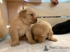 Photo №3. Labrador Retriever pour adoption. Allemagne