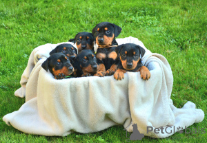 Photos supplémentaires: Pinscher moyen après Inter Champions CIB FCI