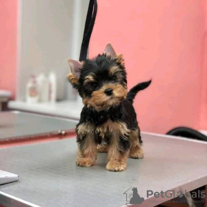 Photo №3. Nouveaux chiots Yorkshire terrier de qualité supérieure.. USA