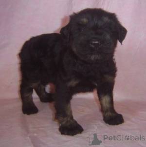 Photo №1. schnauzer géant - à vendre en ville de Aix-en-Provence | 484€ | Annonce №172623