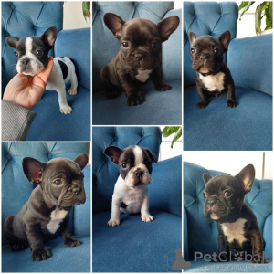 Photo №1. bouledogue - à vendre en ville de Paris | Gratuit | Annonce №16195