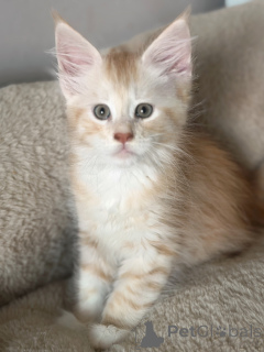 Photo №3. Chaton Maine coon adorable à cédé. Belgique