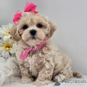 Photo №1.  - à vendre en ville de Bad Wildungen | 350€ | Annonce №152920