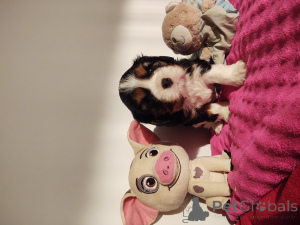 Photo №2 de l'annonce № 135162 de la vente cavalier king charles spaniel - acheter à Pologne annonce privée