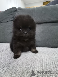 Photo №4. Je vais vendre spitz nain en ville de Ašanja.  - prix - 500€