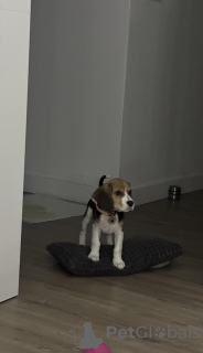Photo №2 de l'annonce № 76626 de la vente beagle - acheter à Espagne annonce privée, éleveur