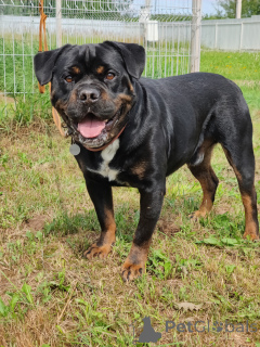 Photo №2 de l'annonce № 136857 de la vente chien bâtard - acheter à Fédération de Russie annonce privée