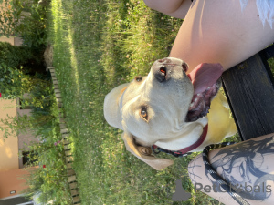 Photo №3. Vendre un chien, Kane Corses. République Tchèque