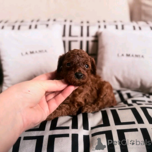 Photo №3. Adorables caniches de tasse de thé prête pour leurs maisons nouvelles et. Espagne