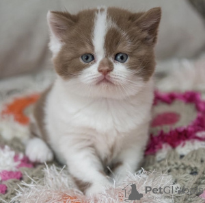 Photo №2 de l'annonce № 108931 de la vente british shorthair - acheter à Allemagne de la fourrière