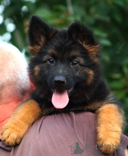 Photos supplémentaires: Chiot. Berger allemand.