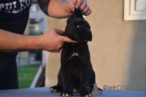 Photo №3. Chiots Cane Corso. Serbie