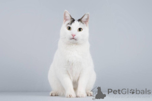 Photo №1.  - à vendre en ville de Khimki | Gratuit | Annonce № 161803