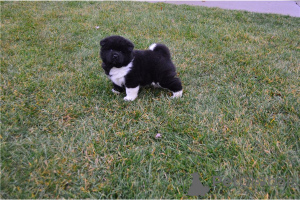 Photo №4. Je vais vendre akita (chien) en ville de Berchtesgaden. annonce privée, éleveur - prix - négocié