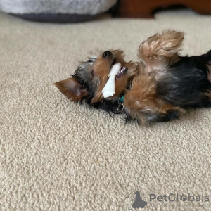 Photo №3. Chiot Yorkshire terrier. Allemagne