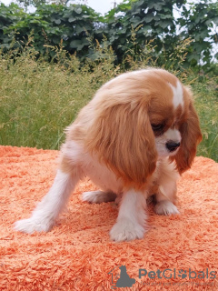 Photo №2 de l'annonce № 105945 de la vente cavalier king charles spaniel - acheter à Allemagne éleveur