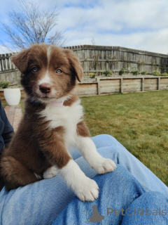 Photo №2 de l'annonce № 157021 de la vente border collie - acheter à Allemagne de l'abri, éleveur