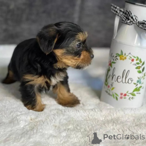 Photo №2 de l'annonce № 163334 de la vente yorkshire terrier - acheter à Monténégro annonce privée, de l'abri