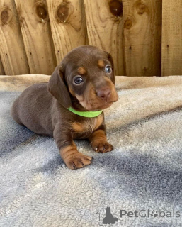 Photo №3. Teckel. USA