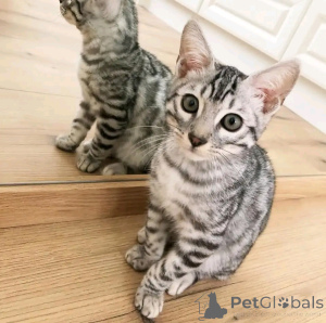 Photo №2 de l'annonce № 163087 de la vente beagle - acheter à Allemagne annonce privée, de l'abri