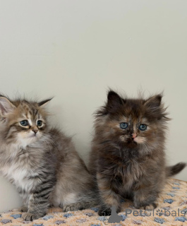 Photo №3. Chat Sibérien La beauté majestueuse de la forêt. Allemagne