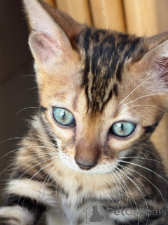 Photo №3. Bengal disponible pour adoption. France