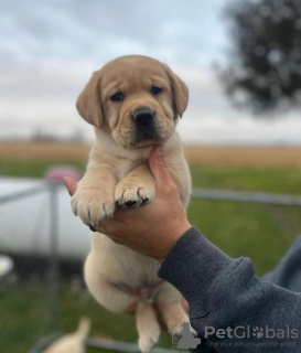 Photo №1. labrador retriever - à vendre en ville de Berlin | 400€ | Annonce №89647