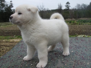 Photo №1. akita (chien) - à vendre en ville de Genève | négocié | Annonce №124410