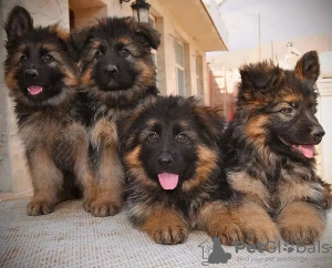 Photo №1. berger allemand - à vendre en ville de Санкт-Мориц | 400€ | Annonce №132388