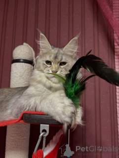 Photo №2 de l'annonce № 160661 de la vente maine coon - acheter à La Grande-Bretagne 